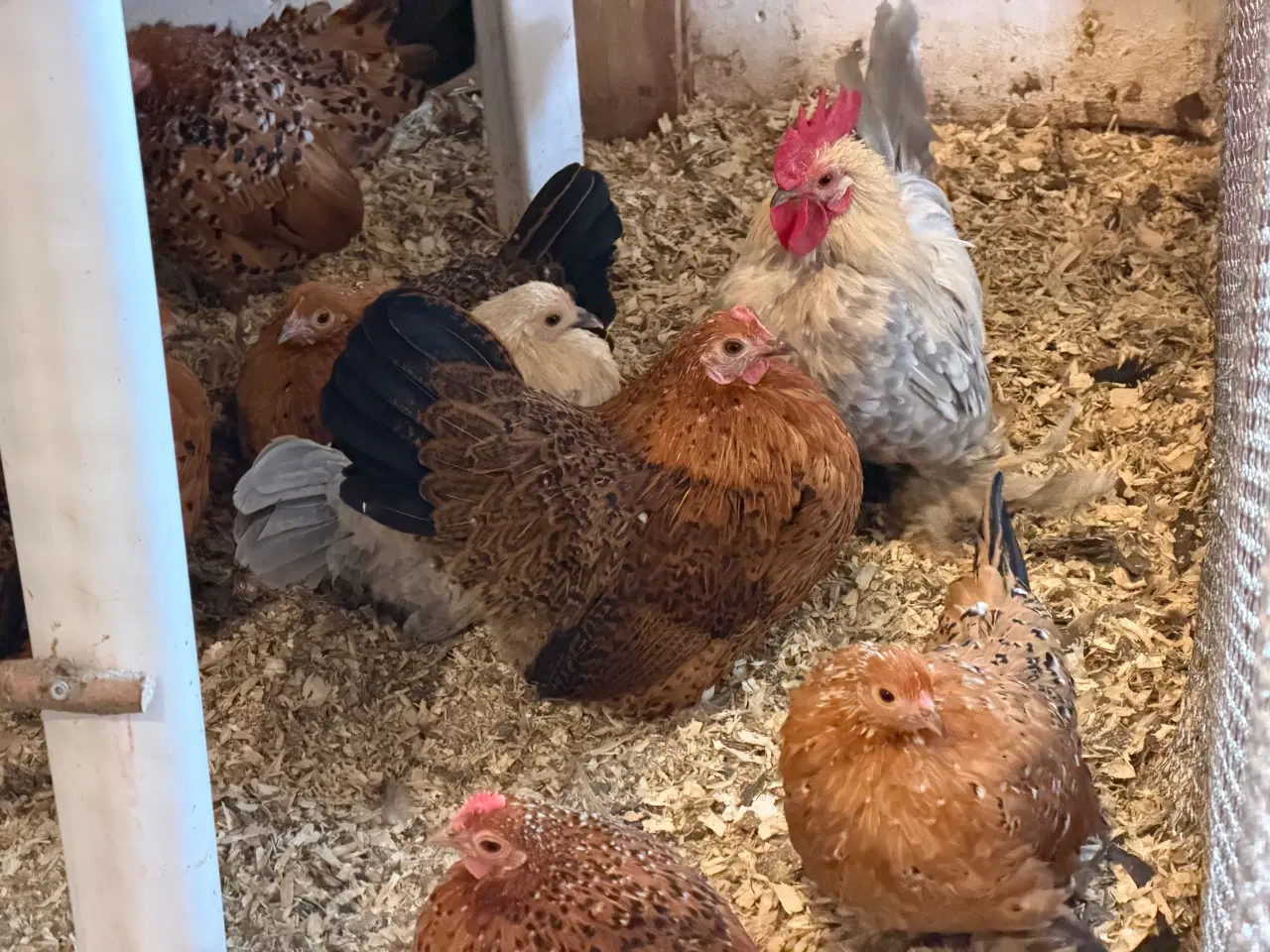 Billede 3 - Små dværghøner 