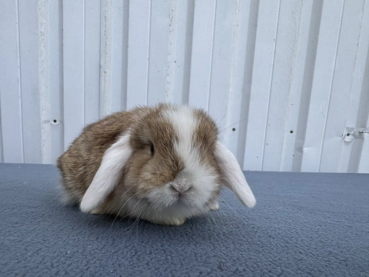 Billede 1 - Mini lop hankanin