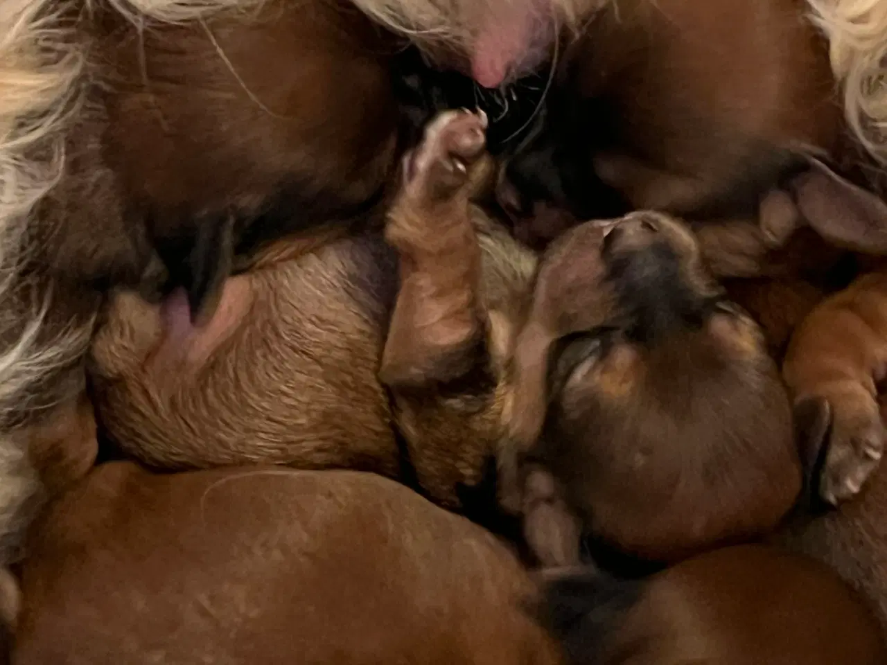 Billede 5 - ❣️Sødeste Bichon Havanais ❣️