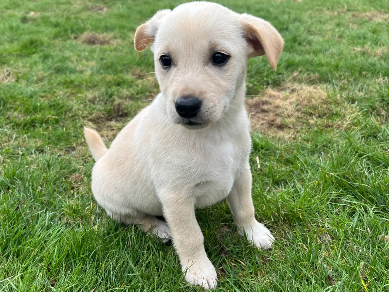 Billede 14 - 5 unikke blandingshvalpe sælges
