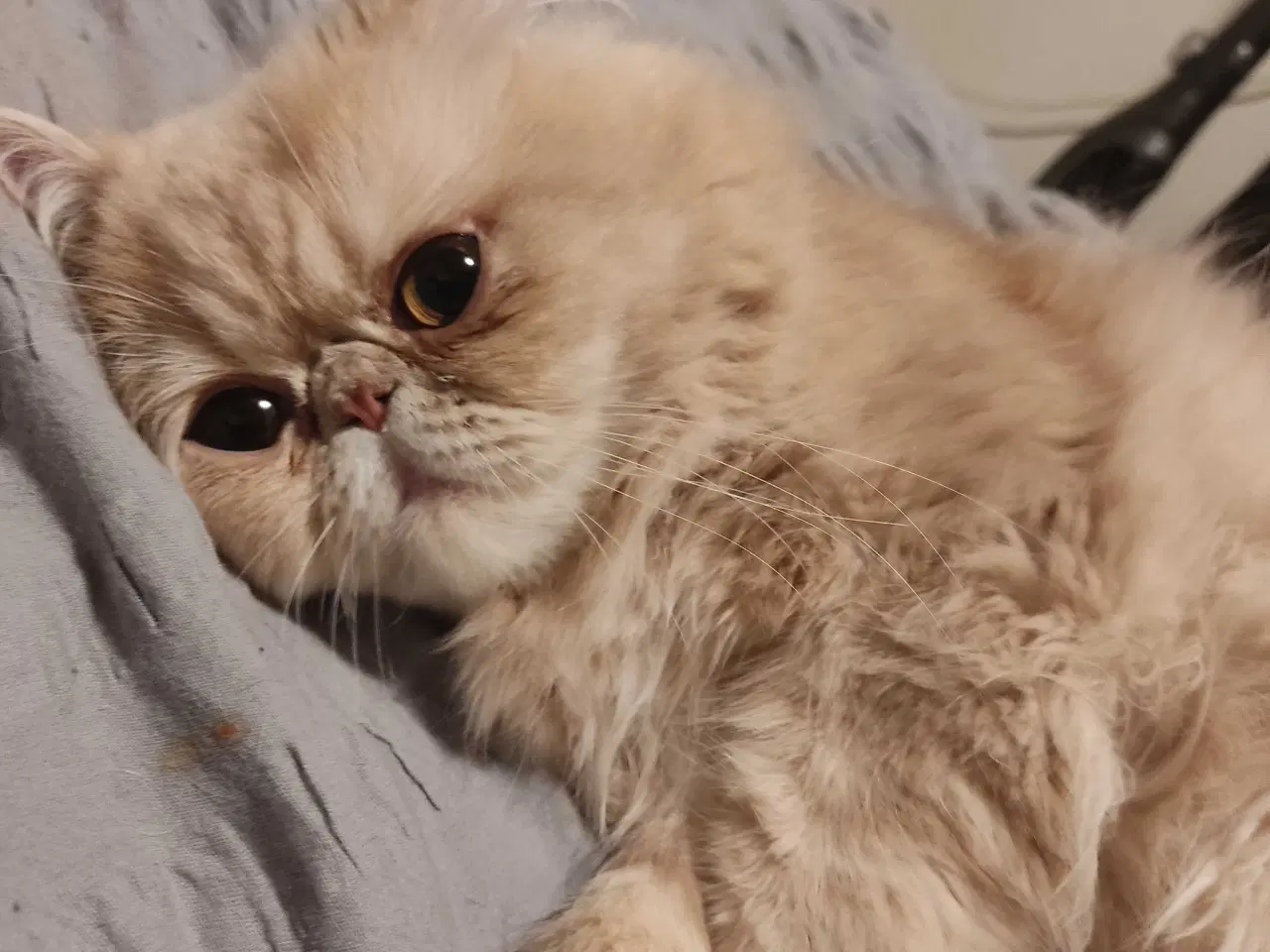 Billede 11 - Perser han kat 
