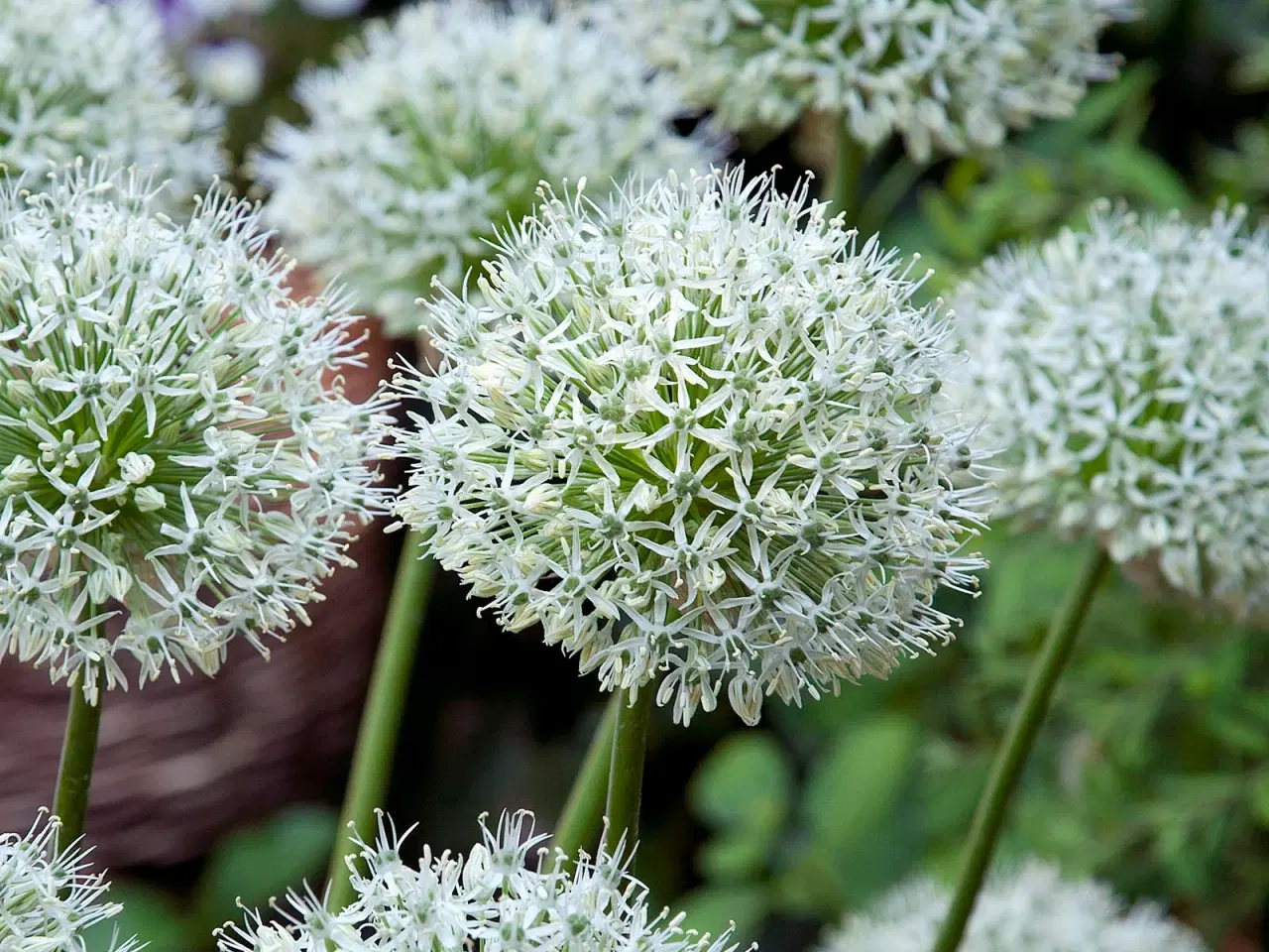 Billede 1 - Allium / Prydløg White Giant