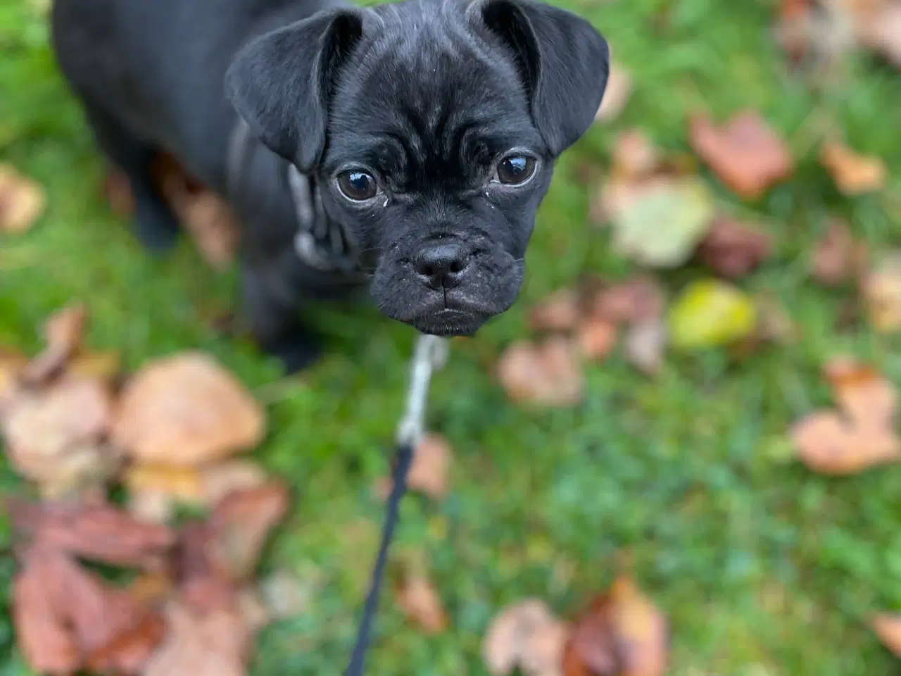 Billede 1 - Mops/bichon tæve søger ny familie