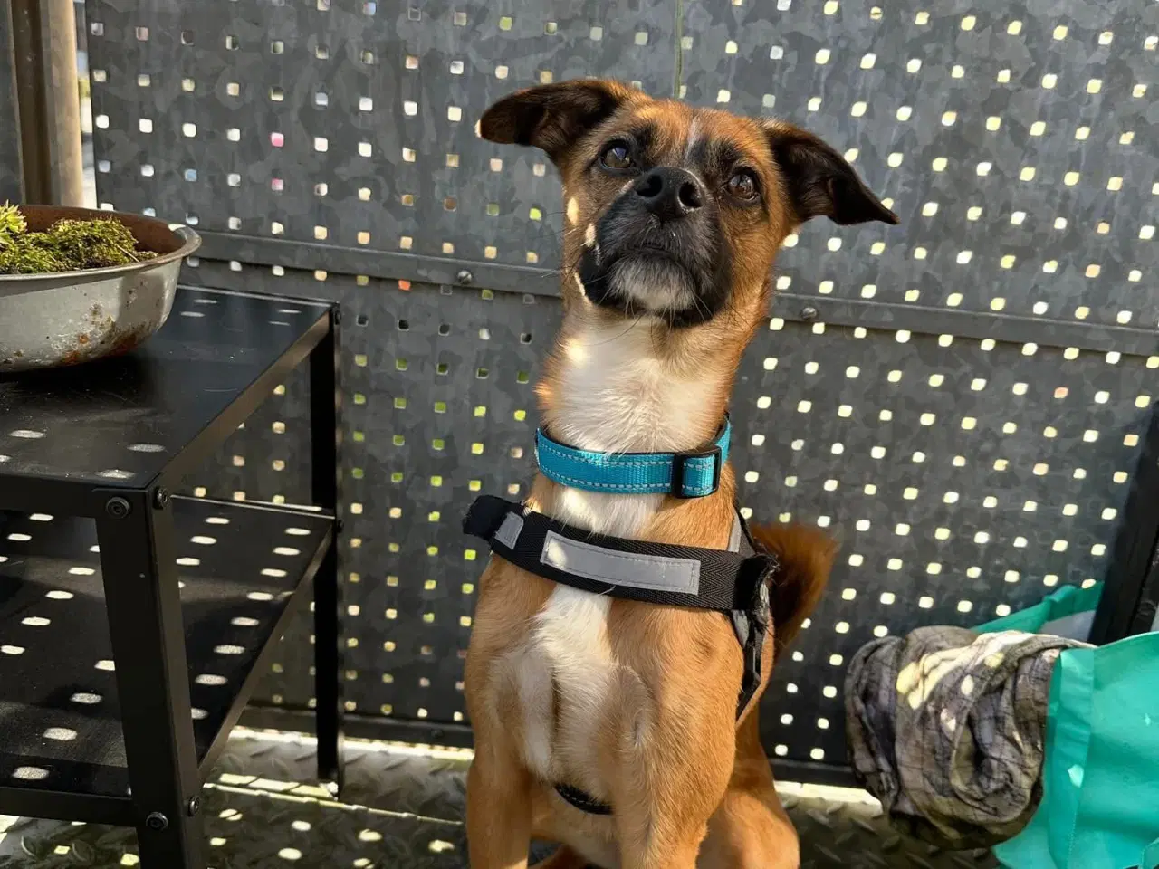 Billede 4 - Hund søger nyt hjem 