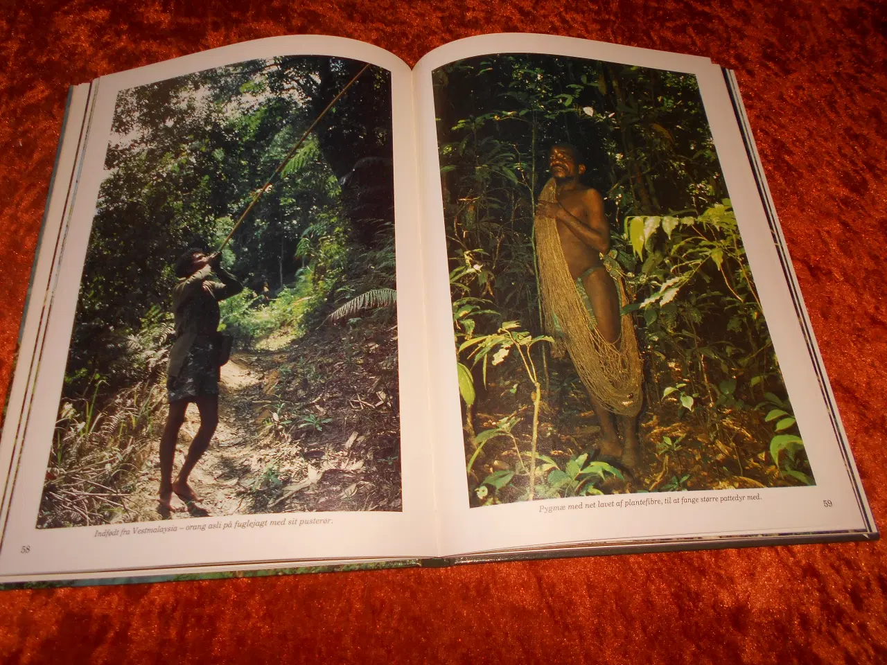 Billede 4 - Regnskove, Jens Søndergård,