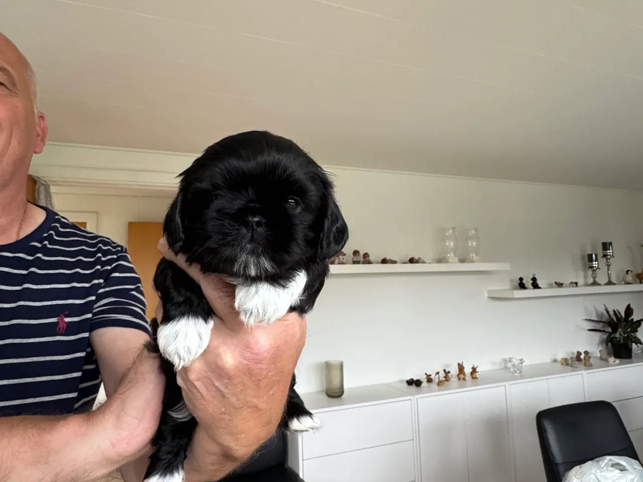 Billede 3 - Shih tzu hvalpe