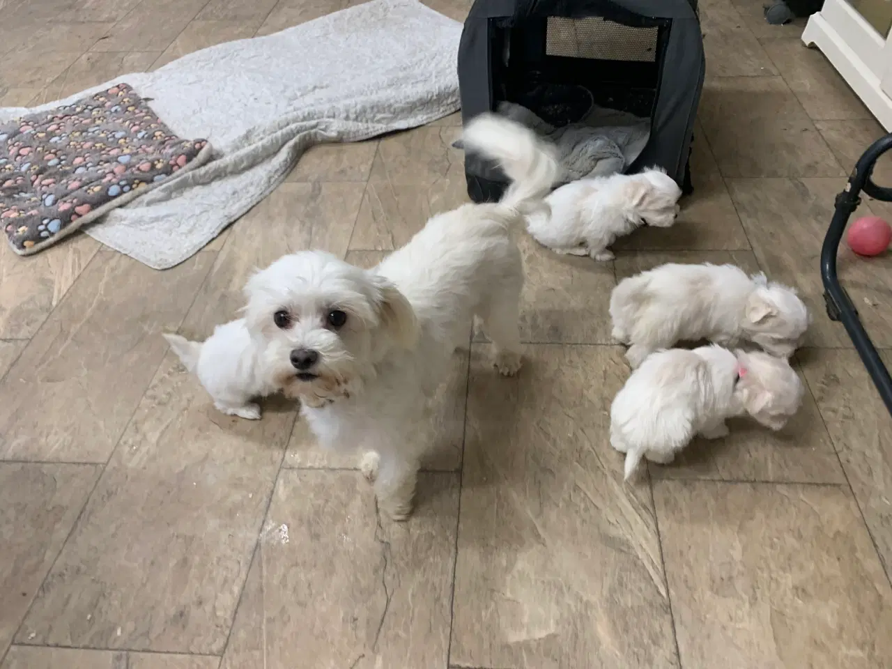 Billede 12 - Ægte mini malteser babyer