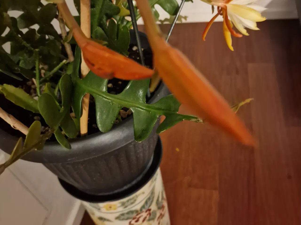 Billede 1 - Epiphyllum.stilkning lyserød / zigzag gul. 