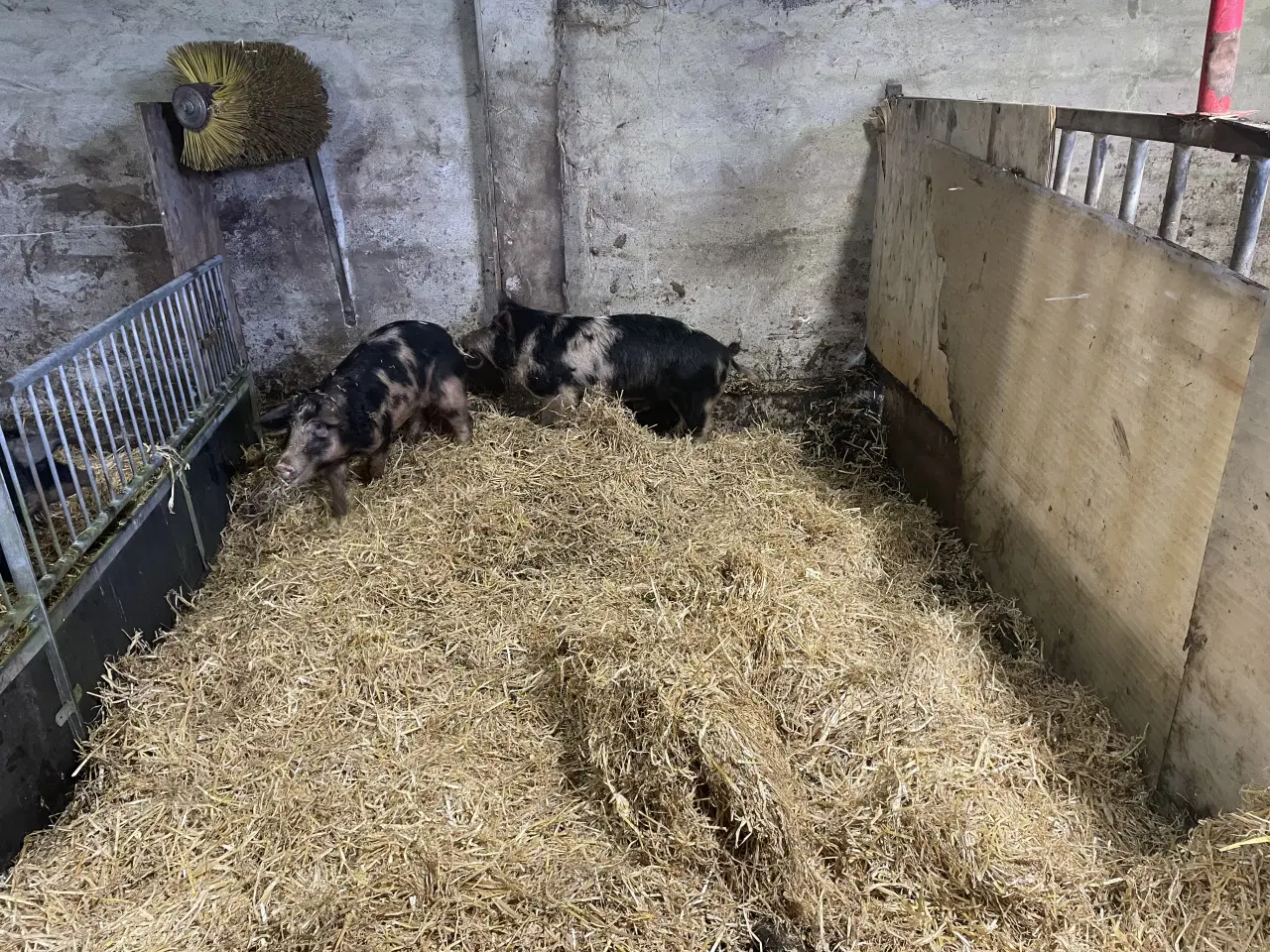 Billede 4 - 2 unge orne