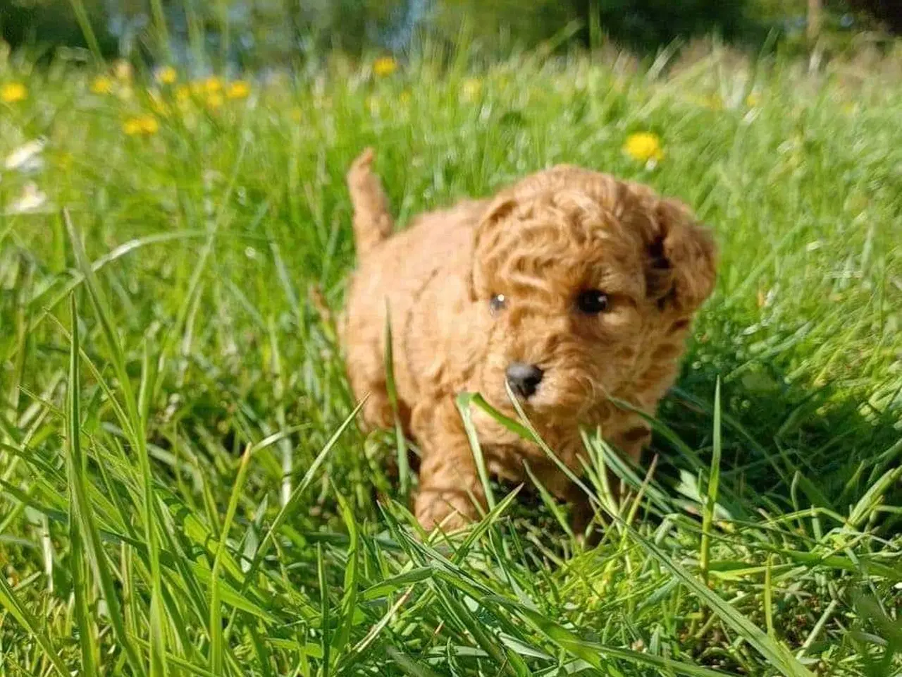 Billede 15 - Fawn krøltoppe puddelhvalpe 