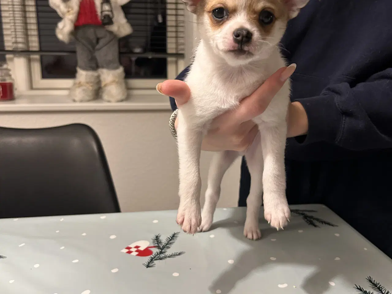 Billede 2 - pomchi hvalp