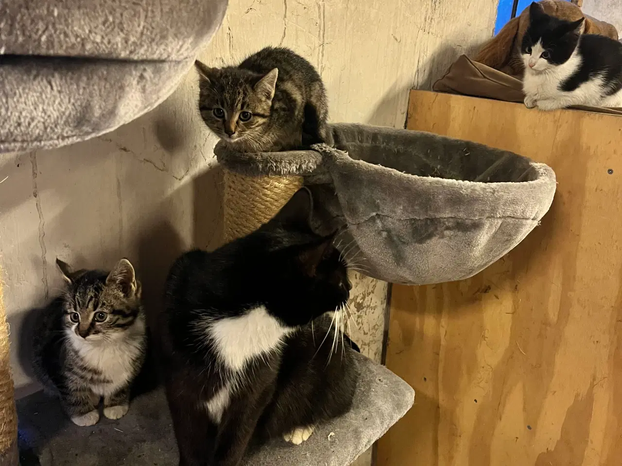 Billede 8 - Super søde killinger sælges