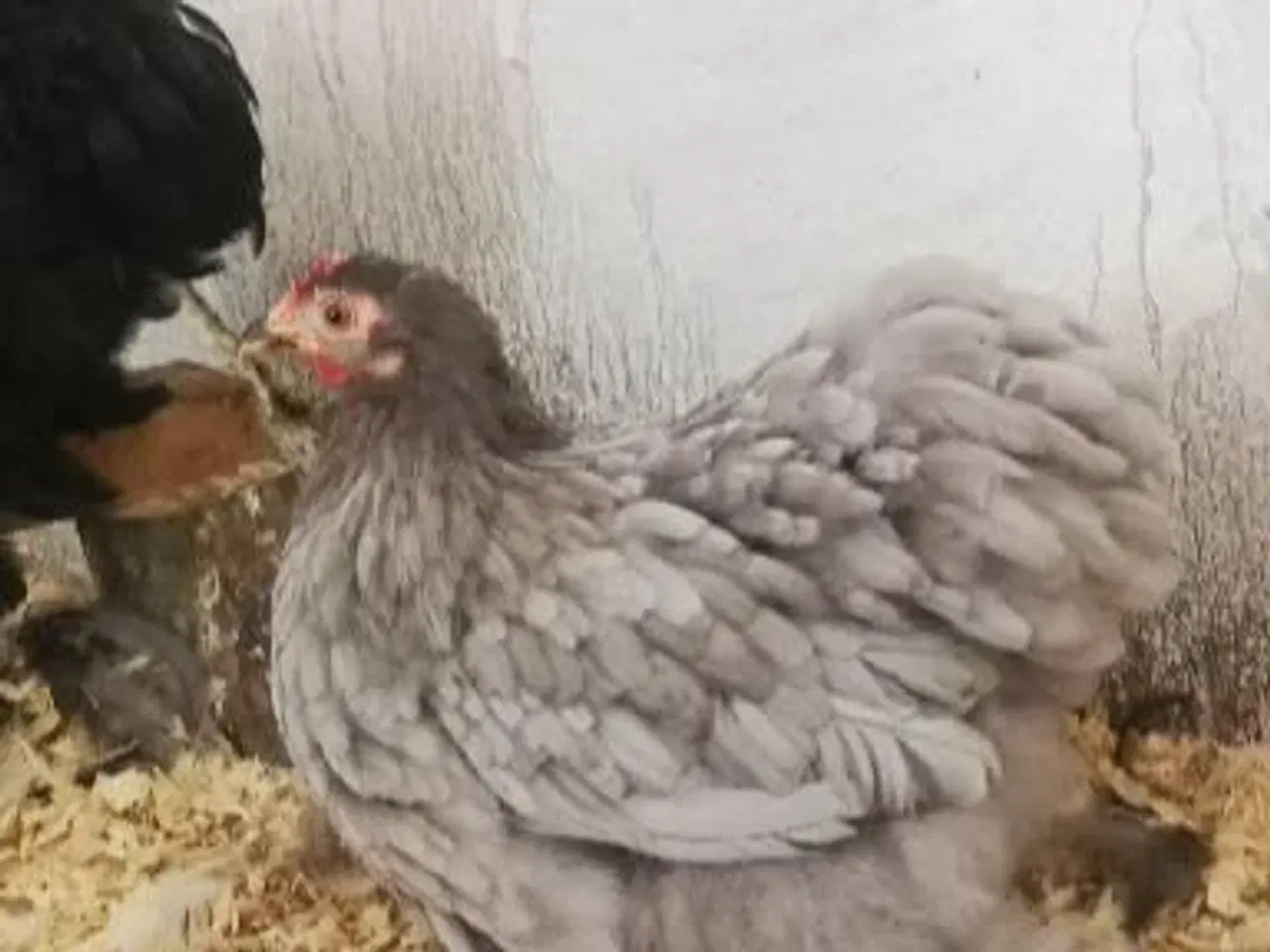 Billede 11 - Dværg kochin 