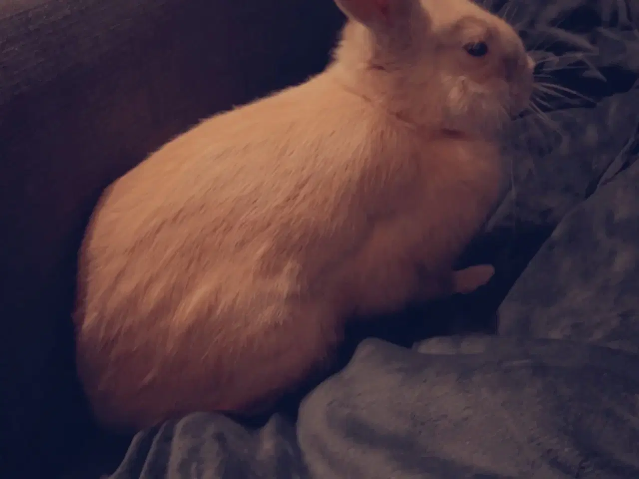 Billede 2 - Kaniner søger nyt hjem