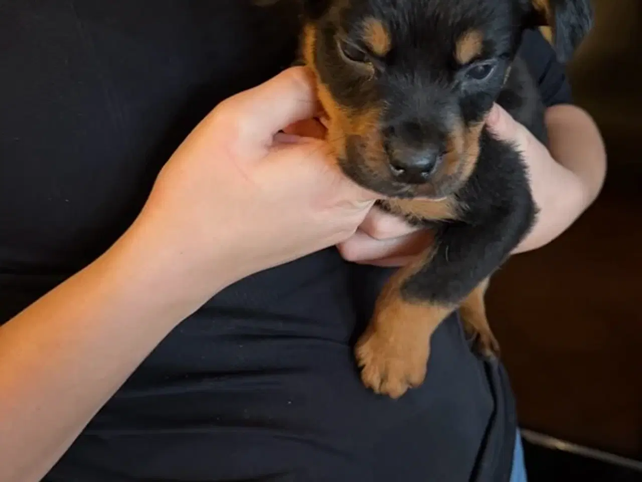 Billede 1 - Rottweiler hvalpe