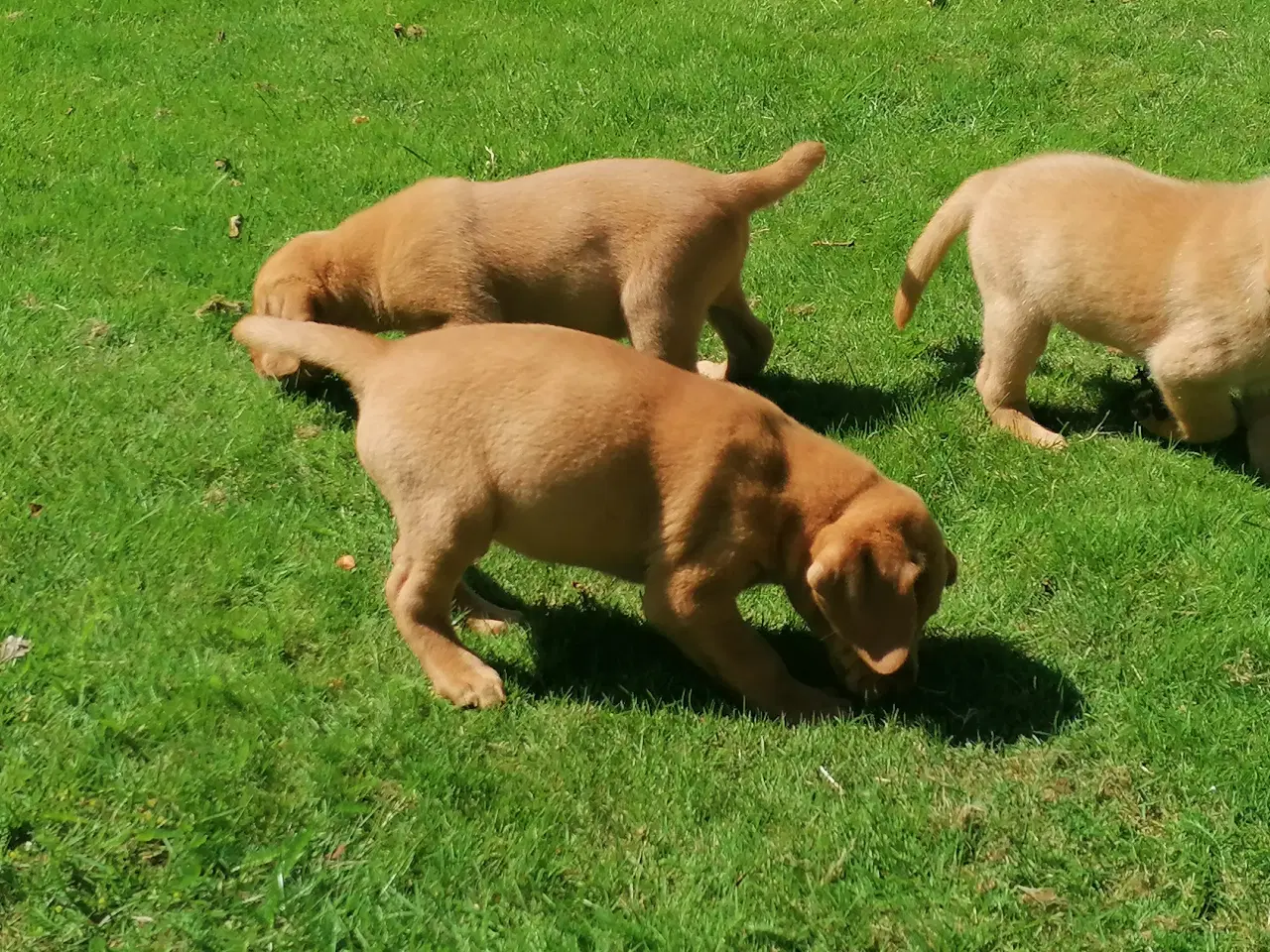 Billede 2 - Red fox Labrador hvalpe sælges