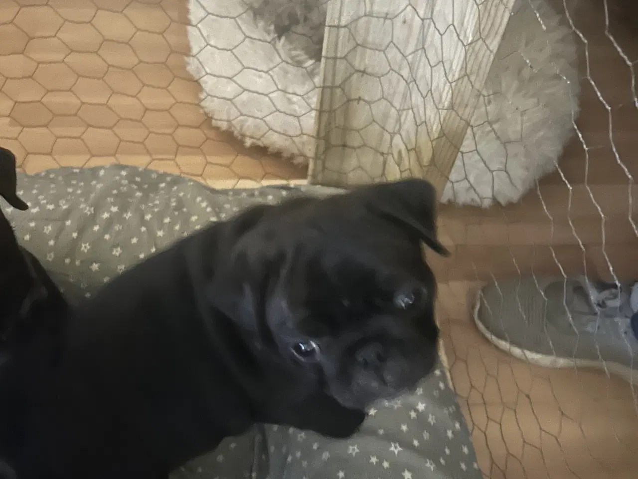 Billede 3 - Mops hvalpe