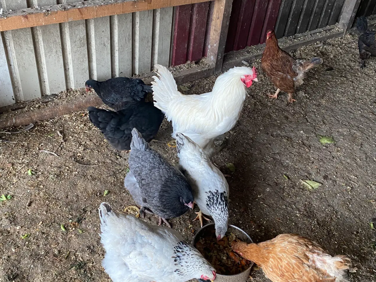 Billede 1 - Æglæggende høns bl.a. race