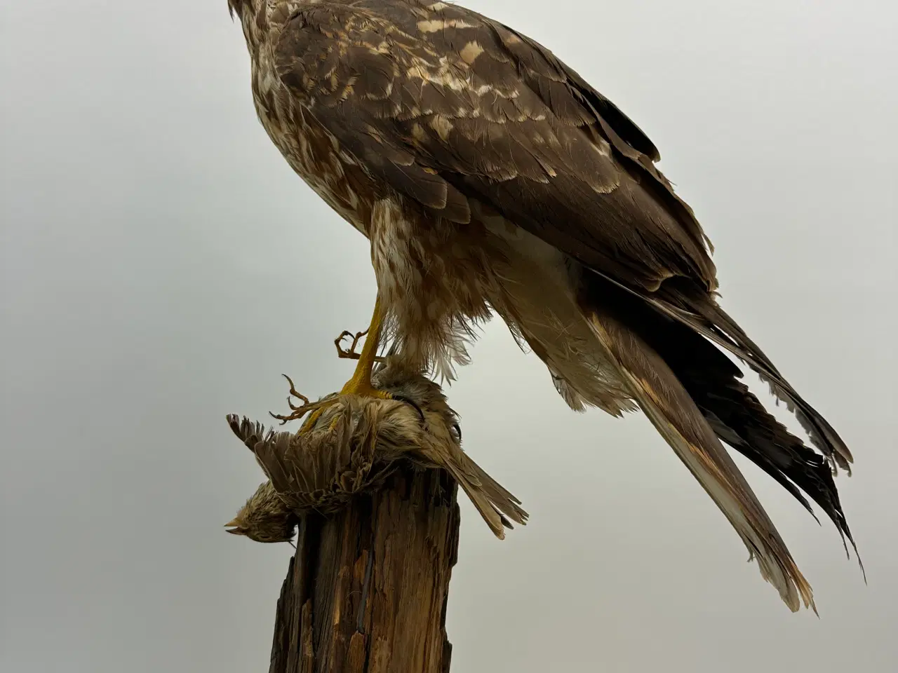 Billede 11 - Udstoppet høg m. bytte