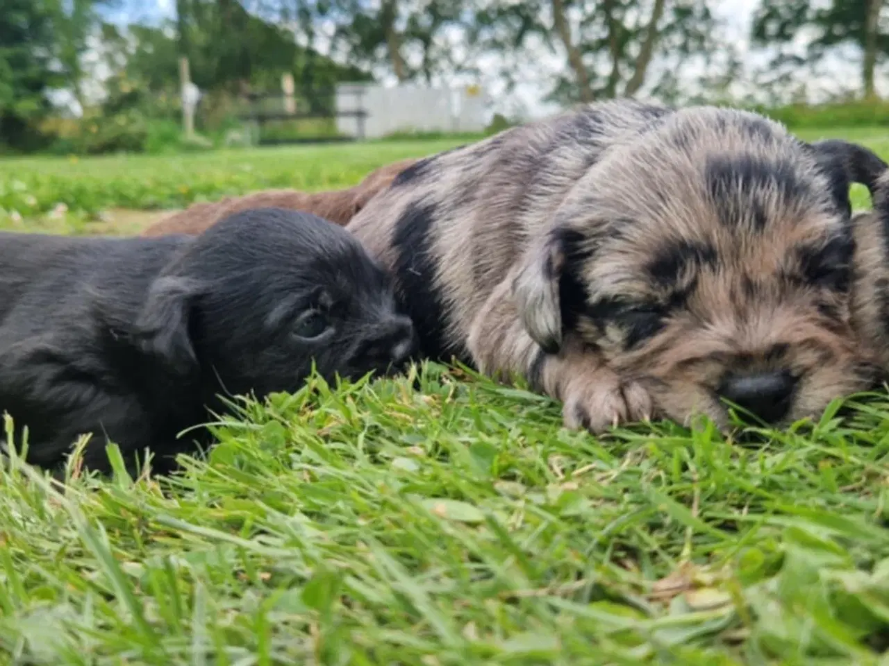 Billede 11 - Korthårede Froodel-hvalpe – robust familiehund 