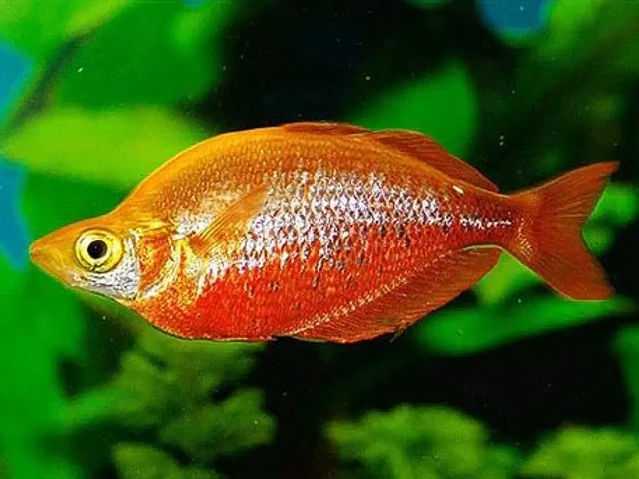 Billede 8 - Akvariefisk