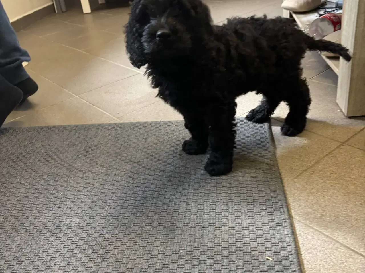 Billede 2 - Cockapoo hvalpe