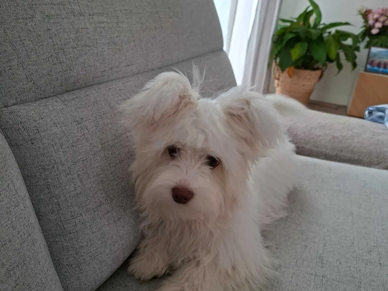 Billede 7 - Bichon havanaise Hundehvalp