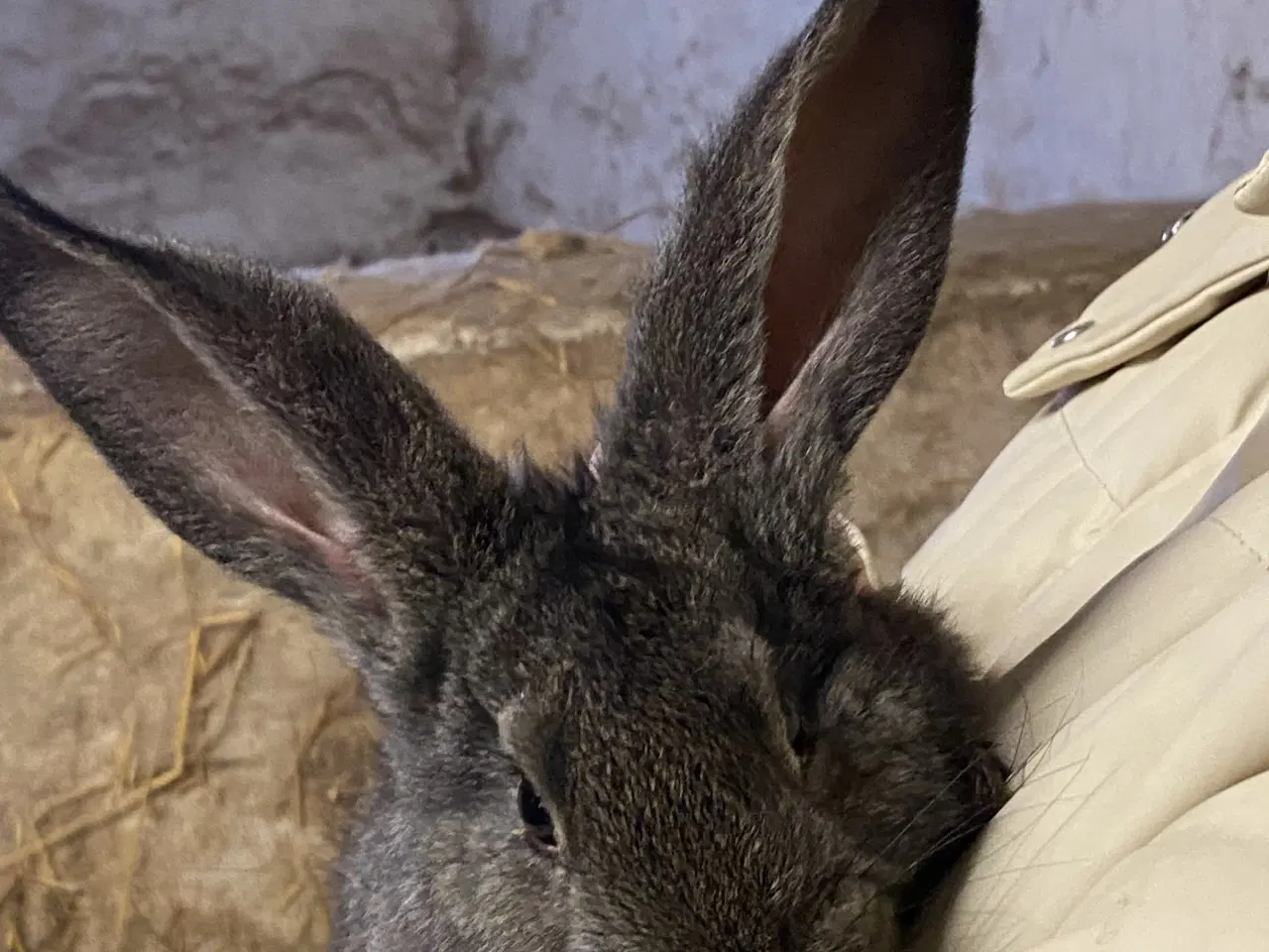 Billede 3 - Belgisk kæmpe - renracet