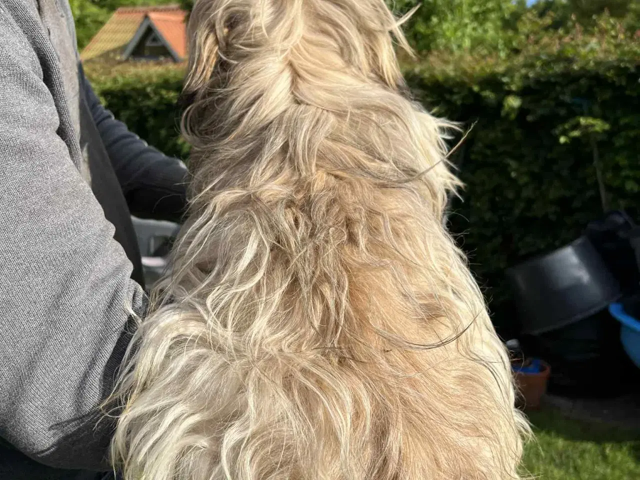 Billede 2 - Lhasa Apso Stueopdræt