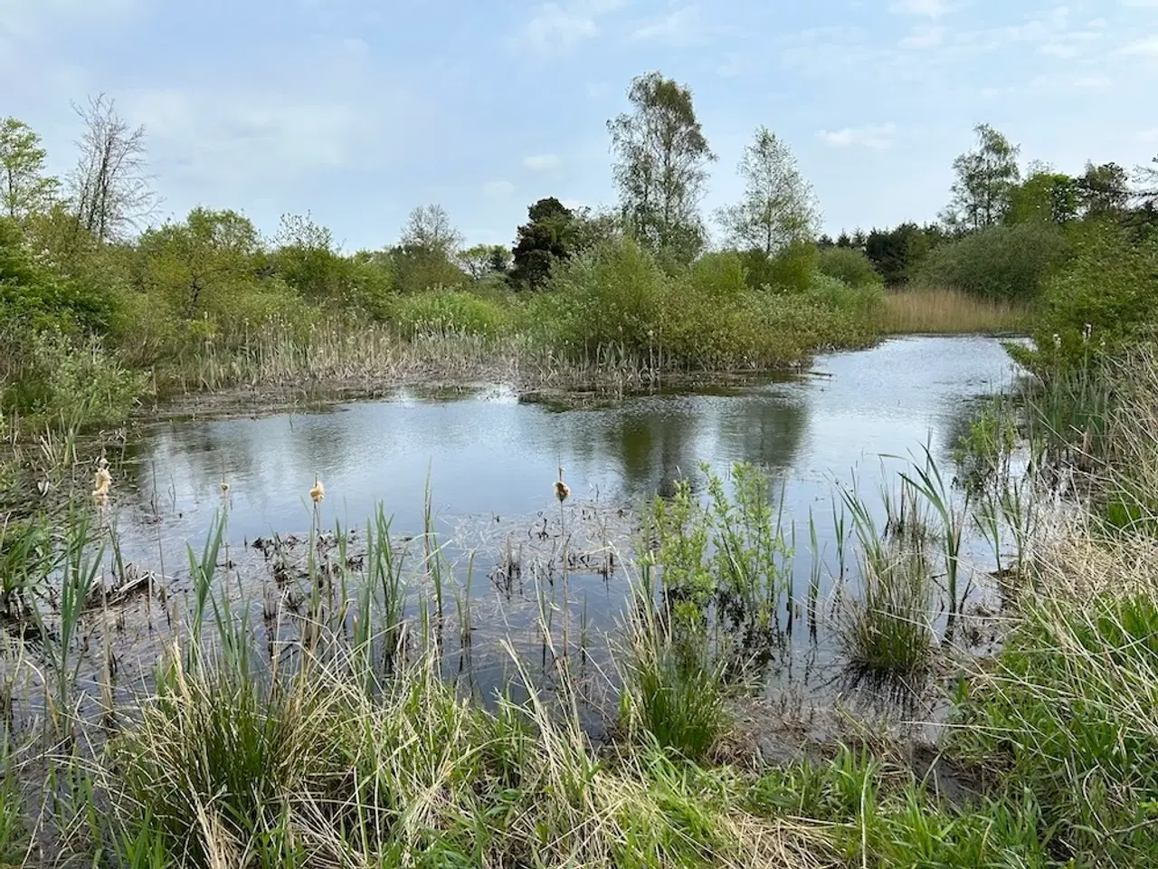 Billede 11 - 8 ha naturperle ved Kongeåen til jagt, fiskeri mv.