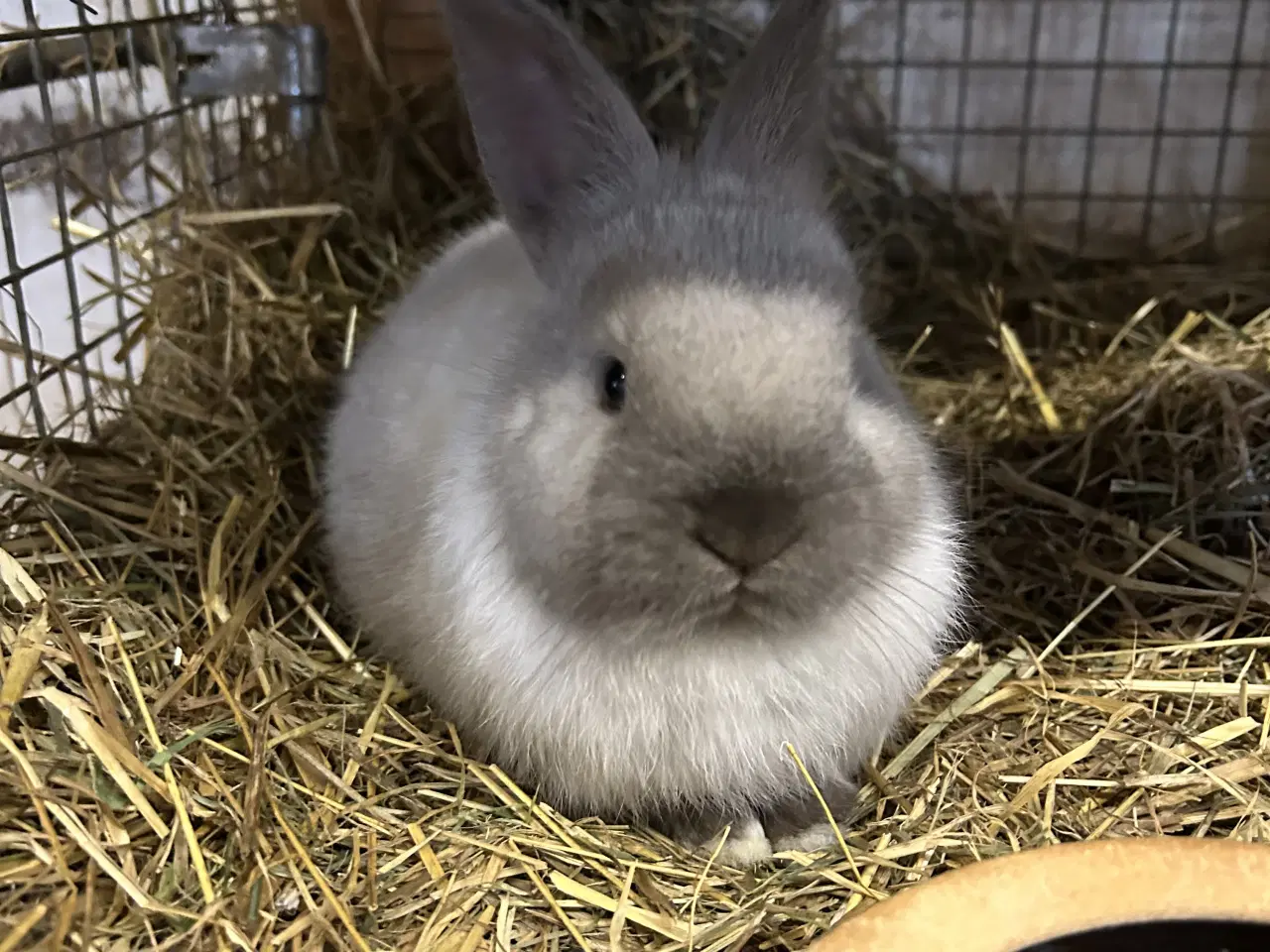 Billede 5 - Smuk zobel hermelin/rex han