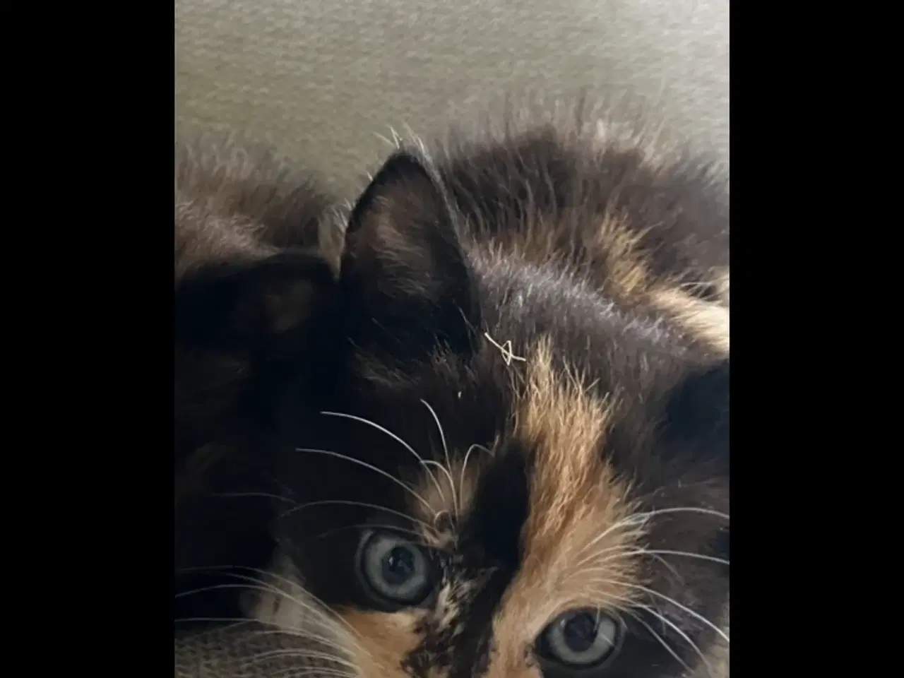 Billede 10 - Katte killinger