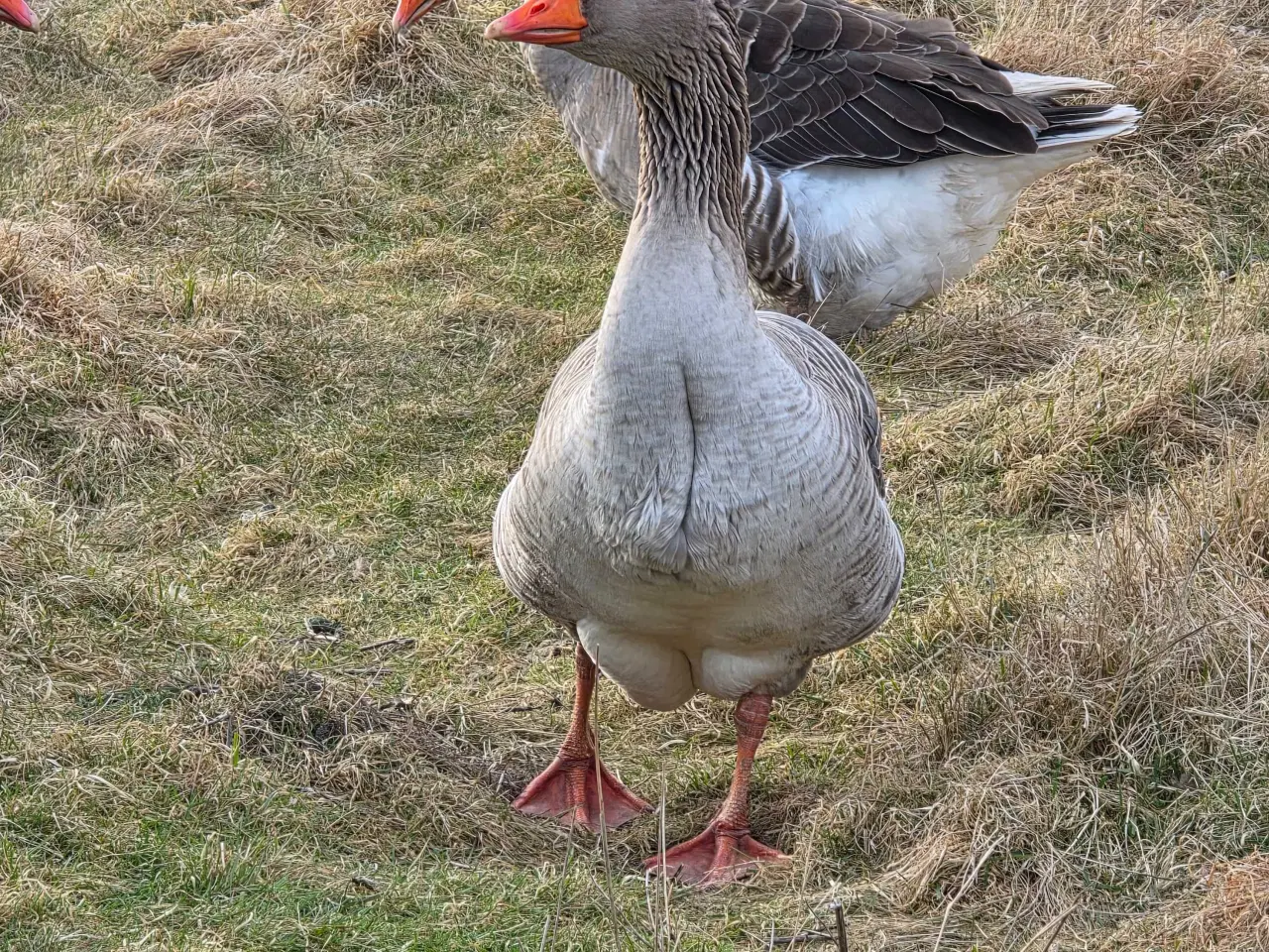Billede 4 - Ruge æg fra gæs 