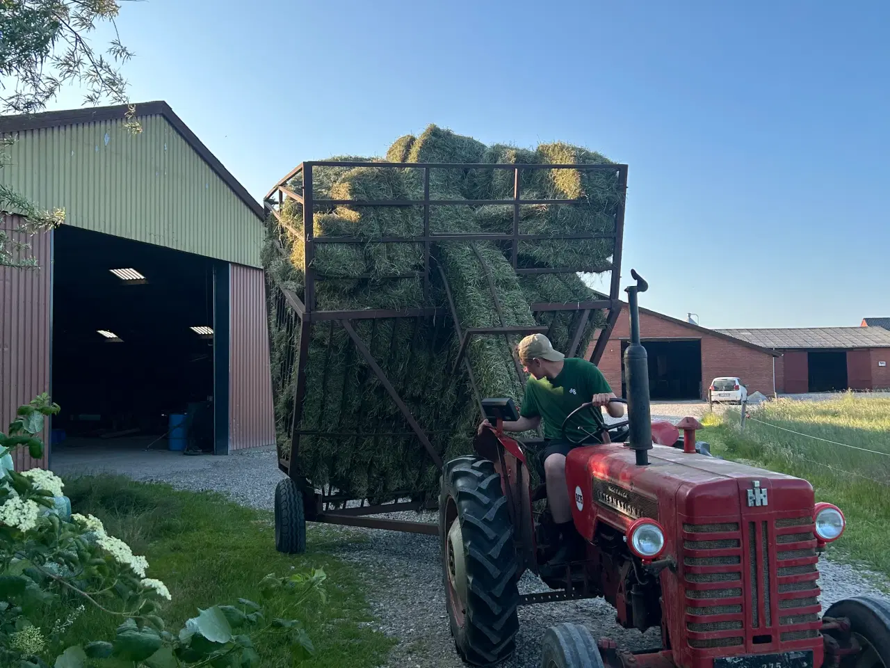 Billede 3 - Hø til mindre kvæg hold