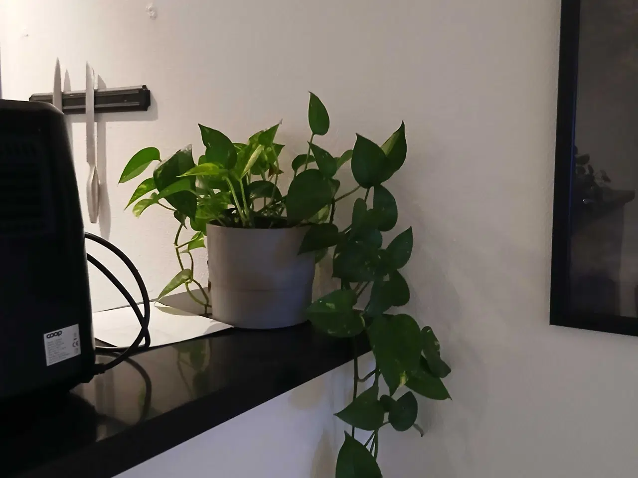 Billede 3 - Diverse planter og krukker