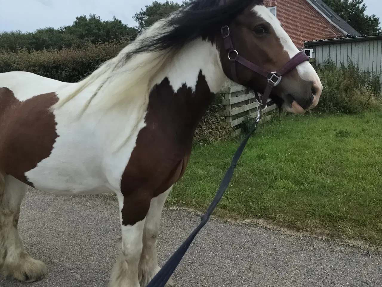 Billede 7 - Irish cob hoppe 