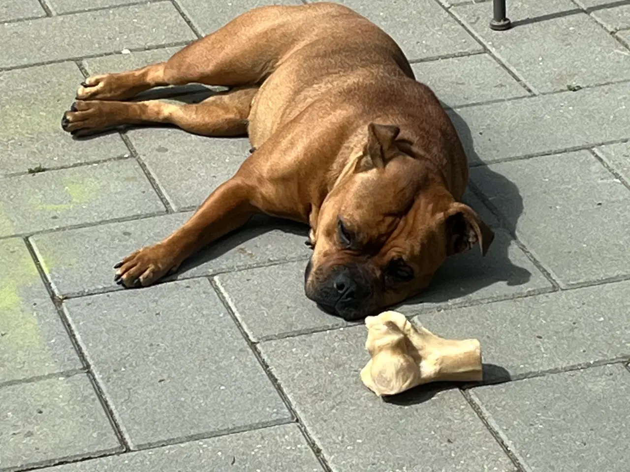 Billede 2 - OEB/Staffy søger nyt hjem