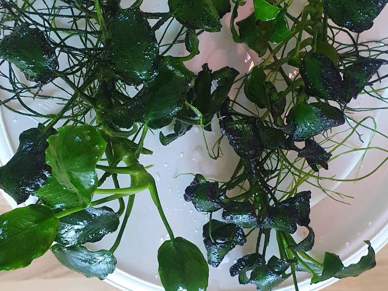 Billede 4 - Akvarieplanter. Anubias.
