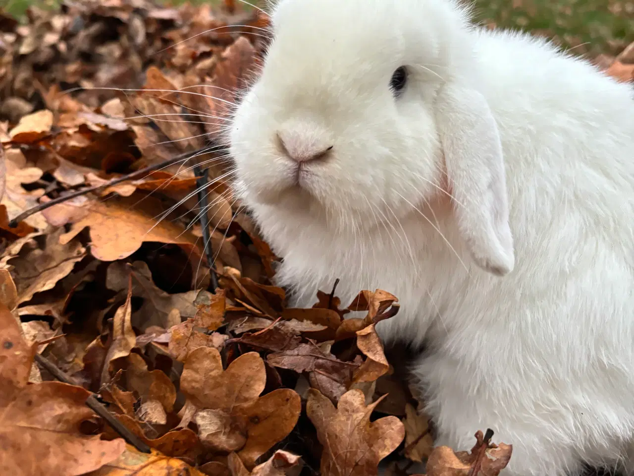 Billede 2 - Minilop kaniner sælges
