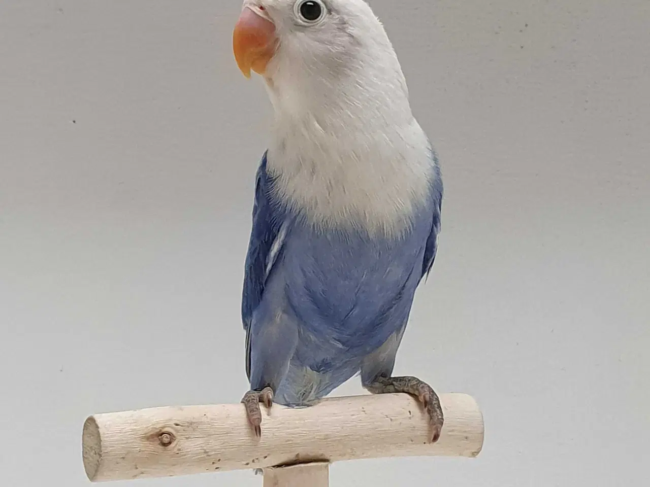 Billede 6 - Violblå Opaline Dværgpapegøje