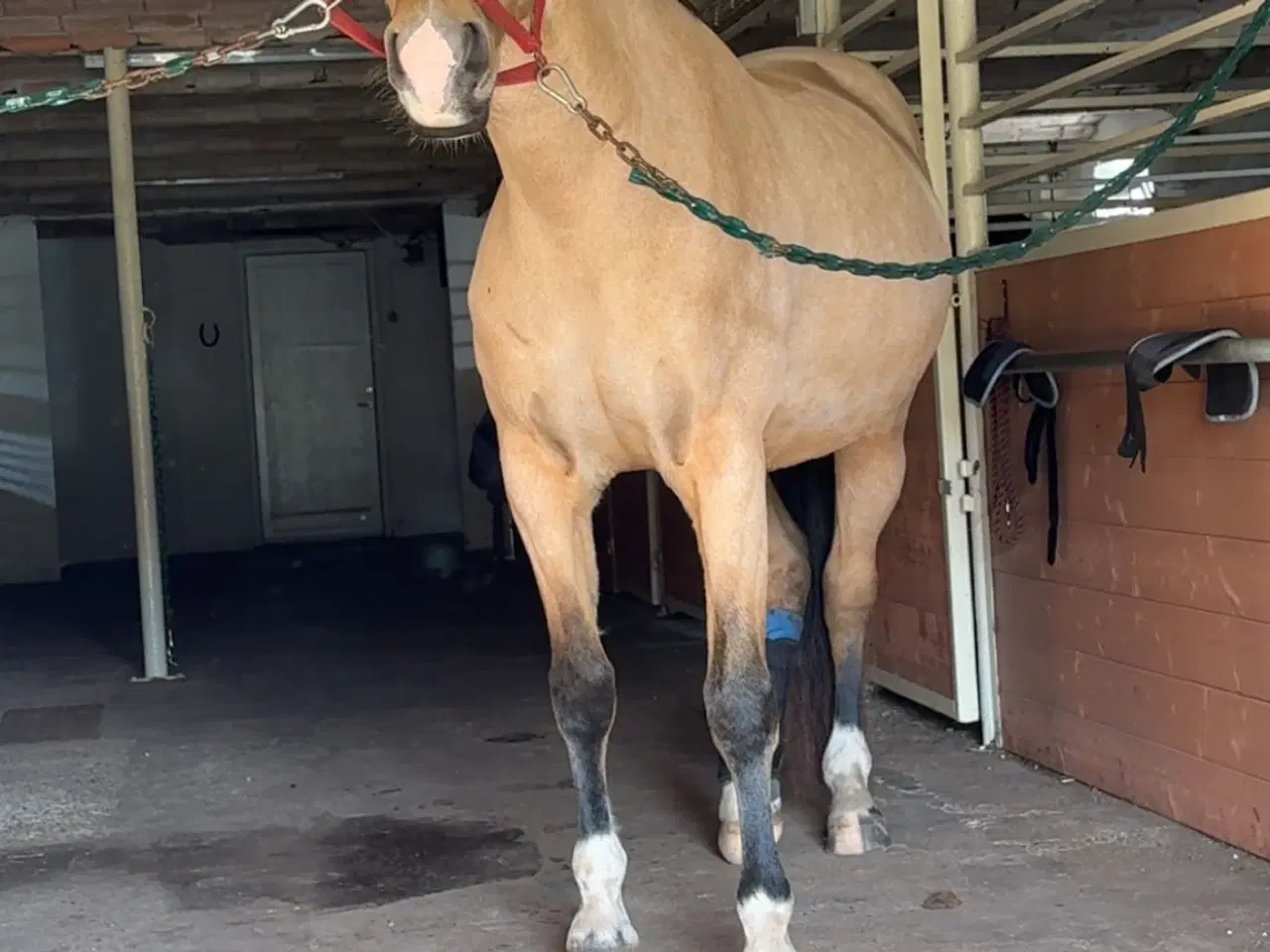 Billede 2 - Dine nye bedste ven