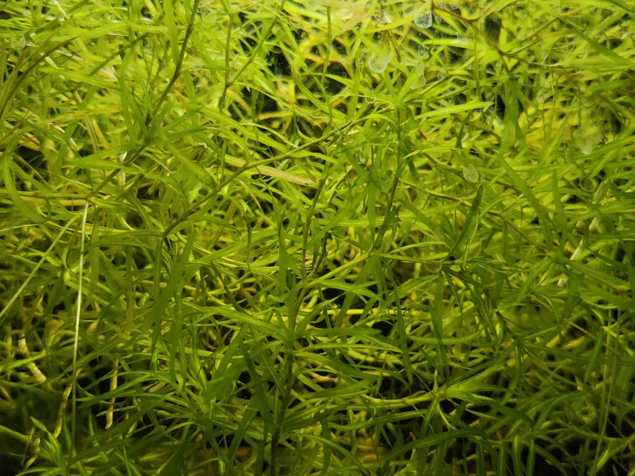 Billede 3 - Guppy græs, hurtigvoksende akvarie plante