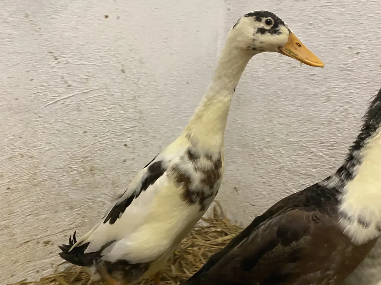 Billede 5 - Søde løbeænder søger nye hjem 🦆💚