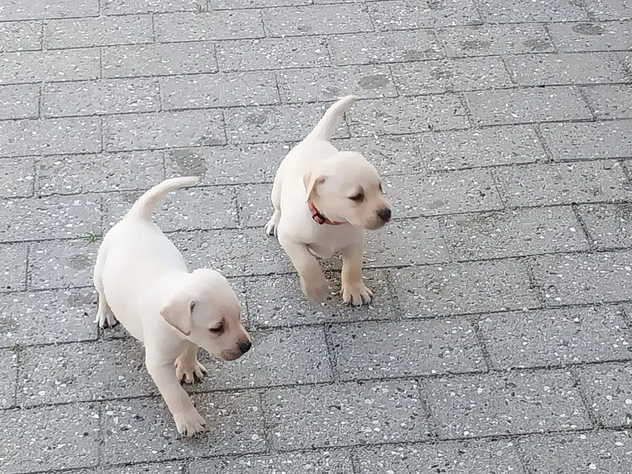 Billede 1 - Gule Labrador hvalpe.