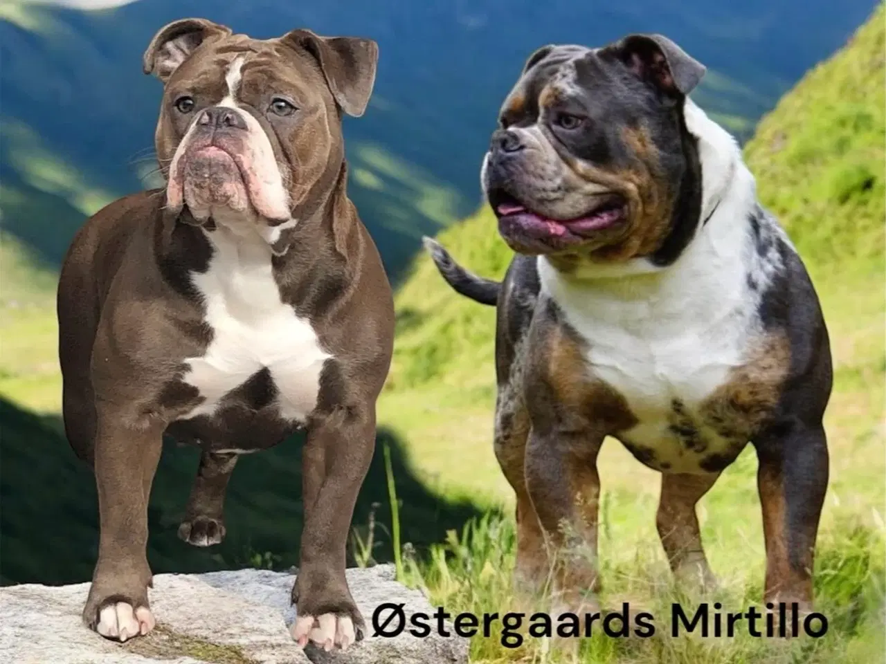 Billede 3 - Old English bulldog hvalpe