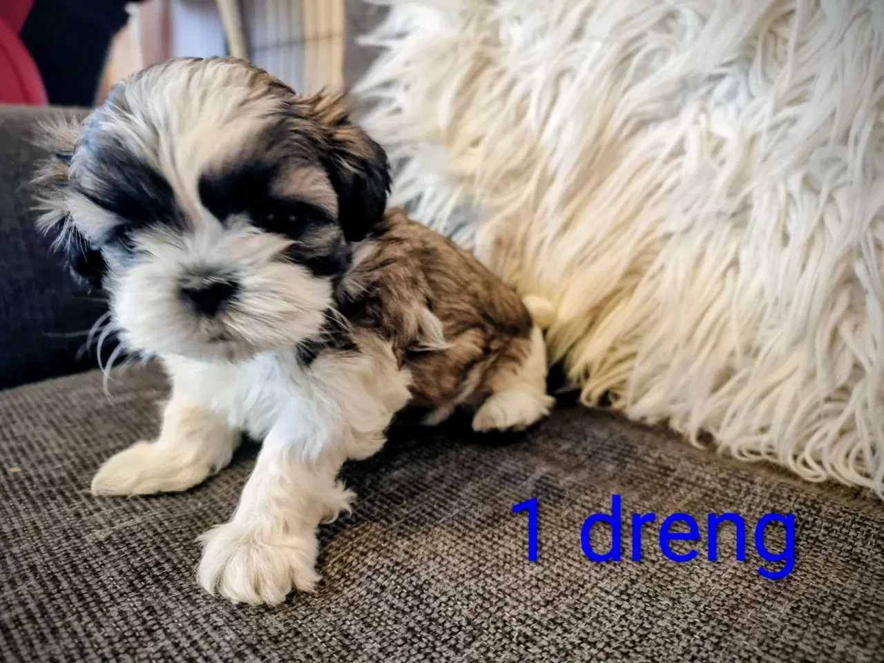 Billede 4 - Shih tzu hvalpe 