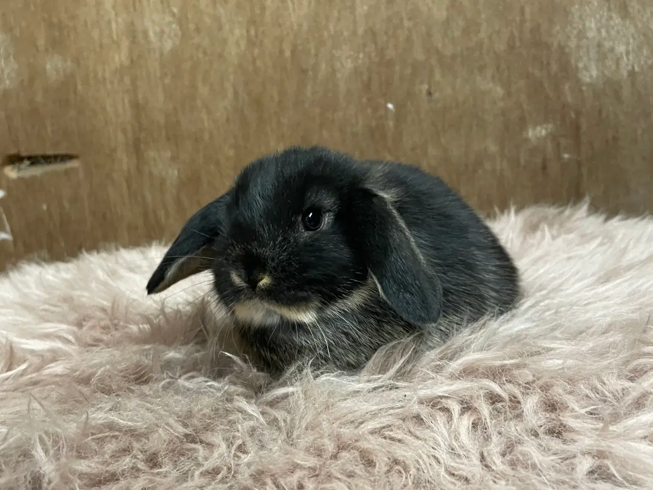 Billede 1 - Minilop unge klar 20/2 (dreng)