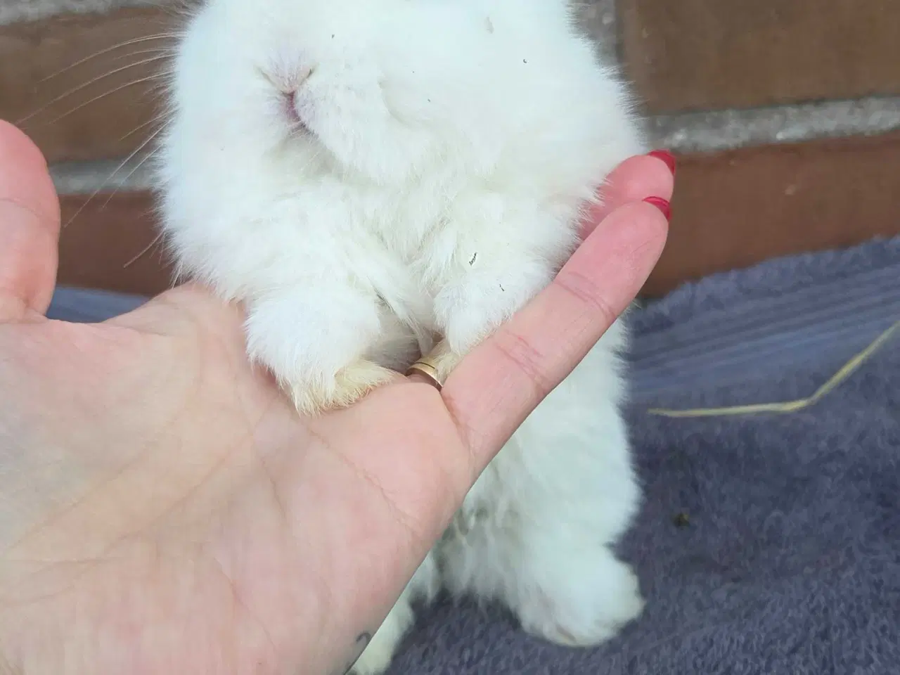 Billede 14 - Minilop / lionlop unger 