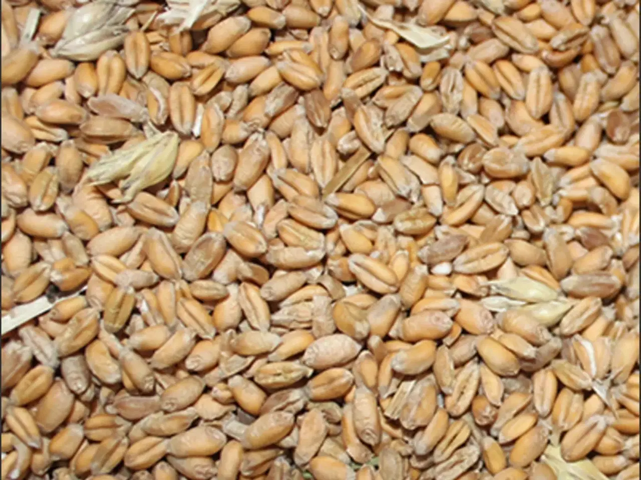 Billede 1 - Hvede fra årets høst