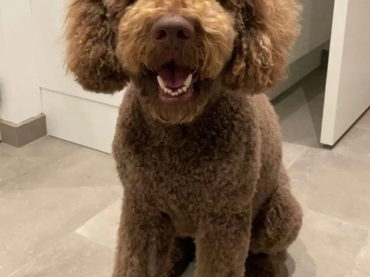 Billede 6 - Skøn multigen Labradoodle hvalp søger kærligt hjem